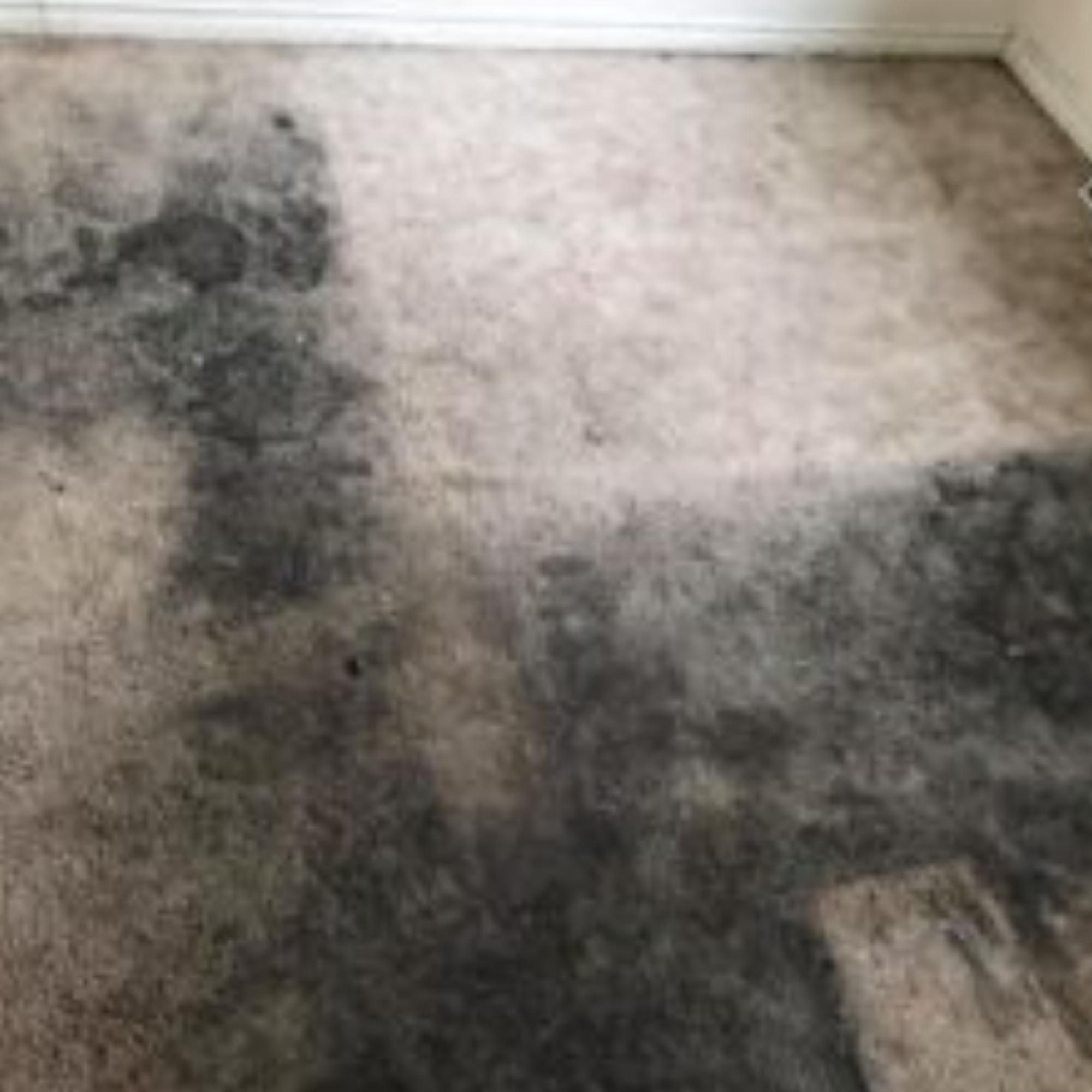 Carpet Cleaning Methods Best Carpet Cleaners Auckland